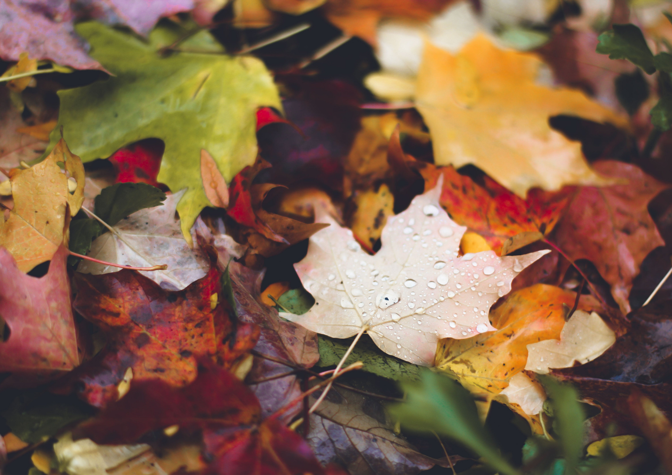 英語で 来週 紅葉を見に行く予定です と伝えられますか オンライン英会話 Sekaime セカイミー ブログ